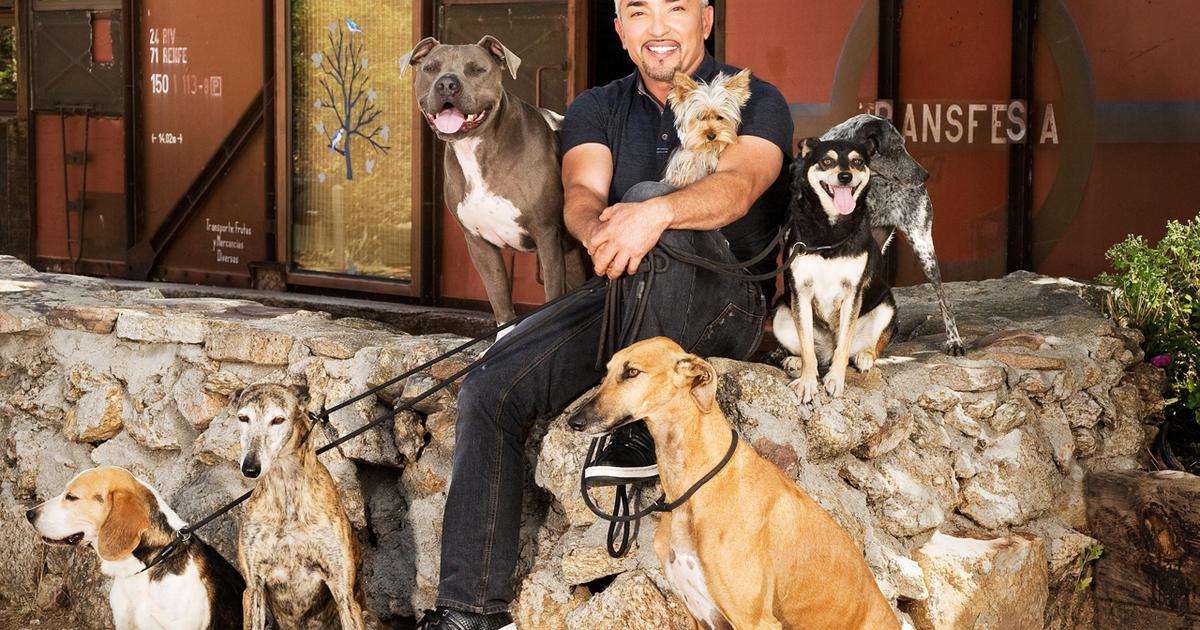 Cesar Millan hunts for a "Leader of the Pack" in his new TV series
