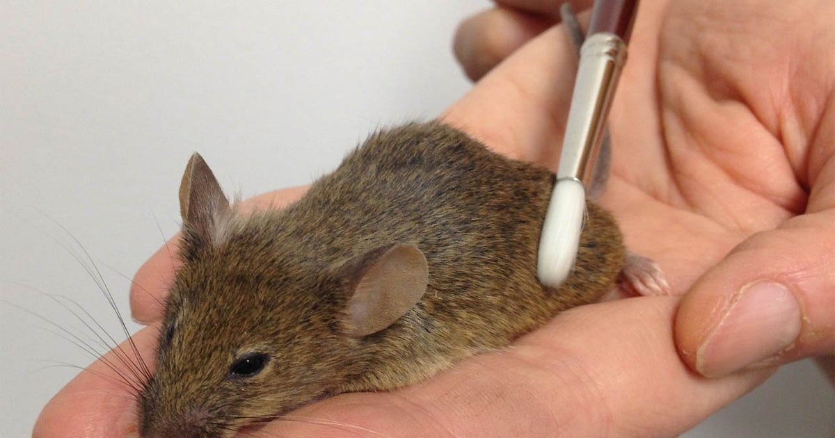 Why do animals love petting? CBS News