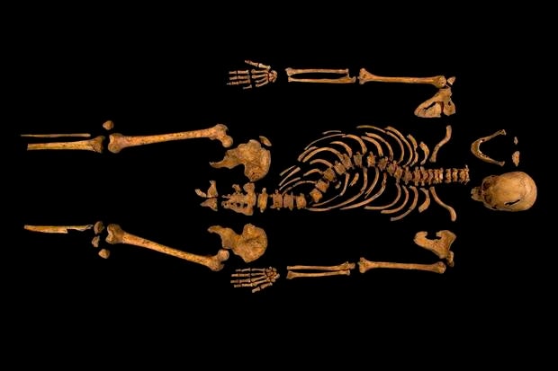 Skeletal remains of King Richard III