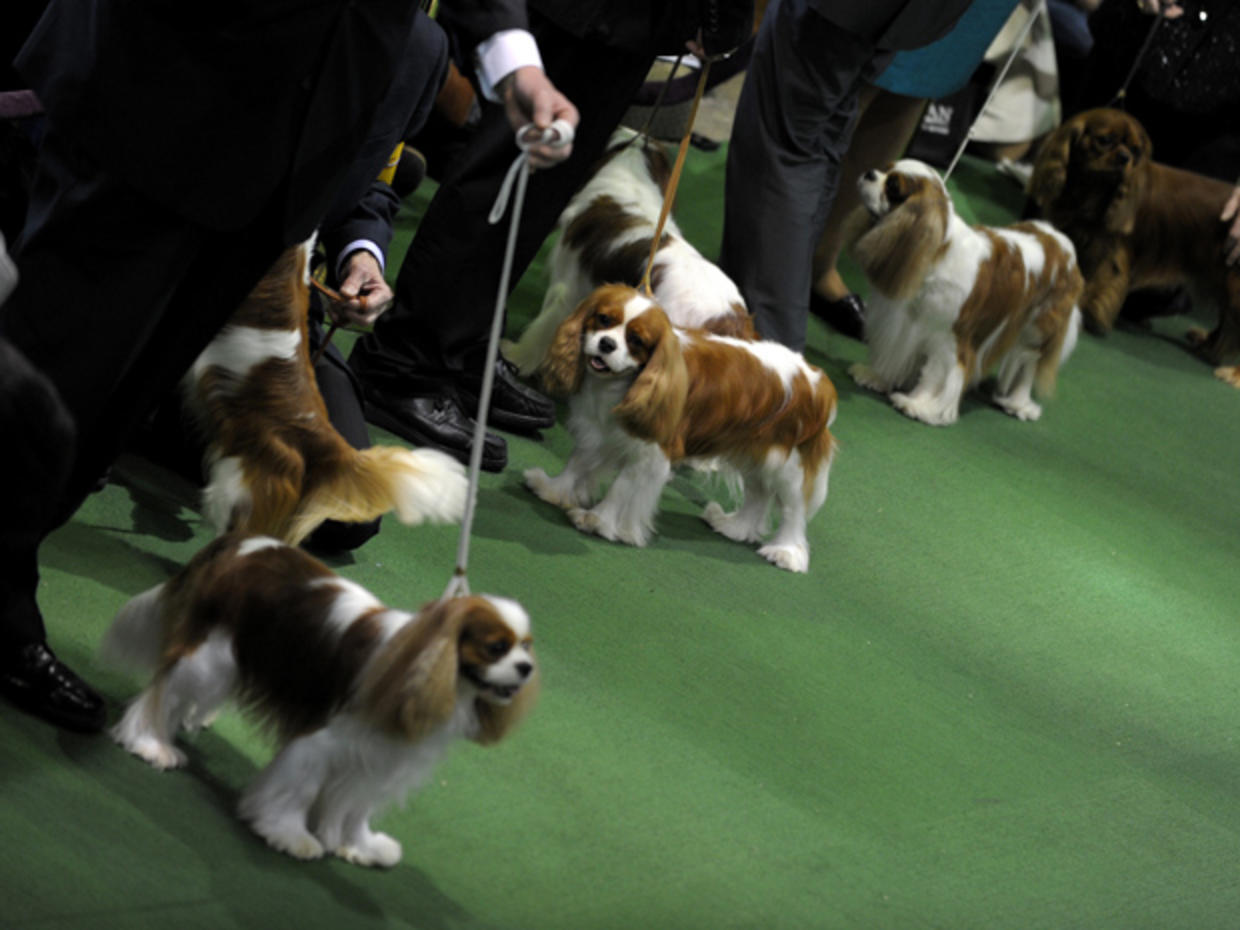 Westminster Dog Show The bigmoney breeds CBS News