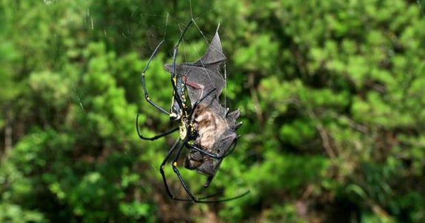 Bateating spiders are everywhere, study finds CBS News
