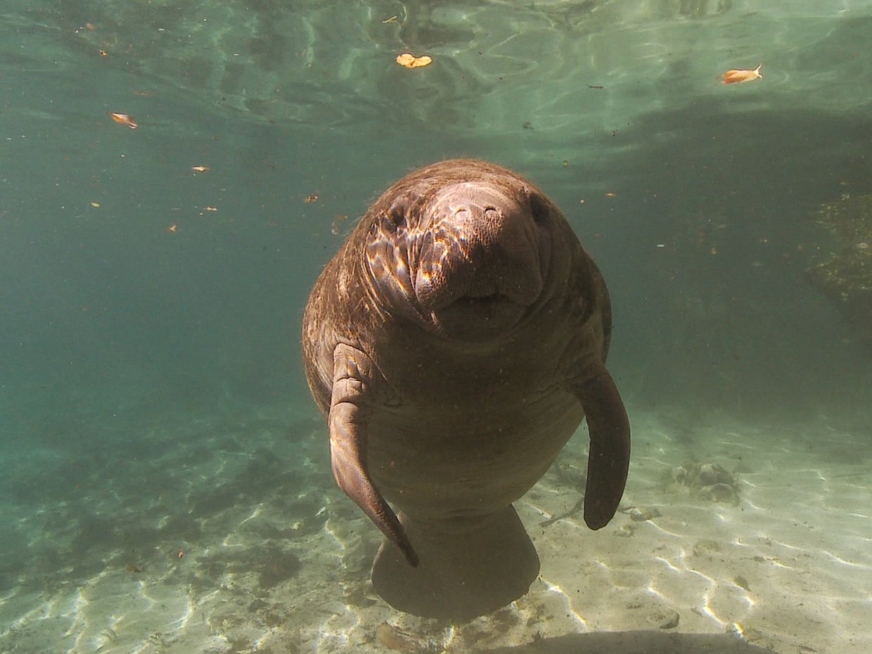 Rescuing manatees from Florida's red tide CBS News