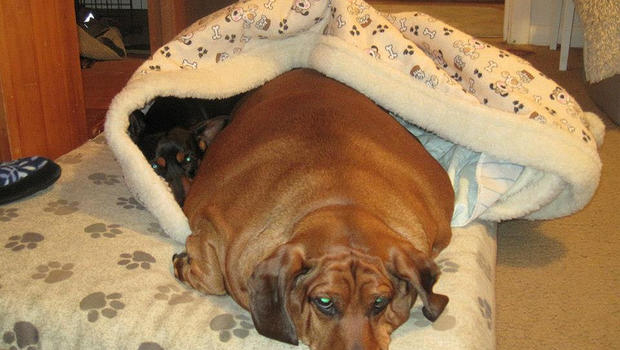 Formerly obese dachshund Obie gets surgery to remove ...