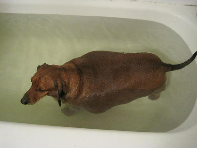 fat dachshund pierdere în greutate peste 60 de pierderi de grăsime