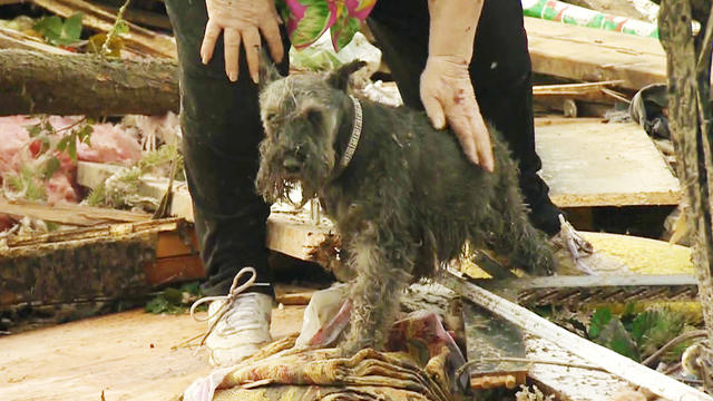 Okla. tornado survivor finds dog buried alive under rubble 