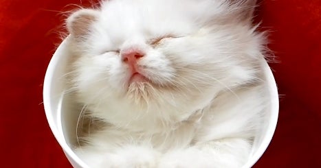Kitten "cat nap" in cup is overflowing with cute CBS News