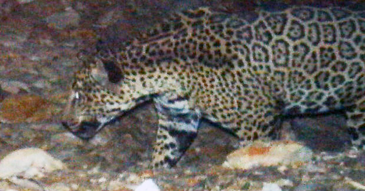 Rare jaguar seen roaming Southern Arizona mountains - CBS News