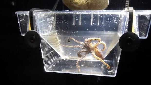 Enoshima Aquarium's resident blue-ringed octopus