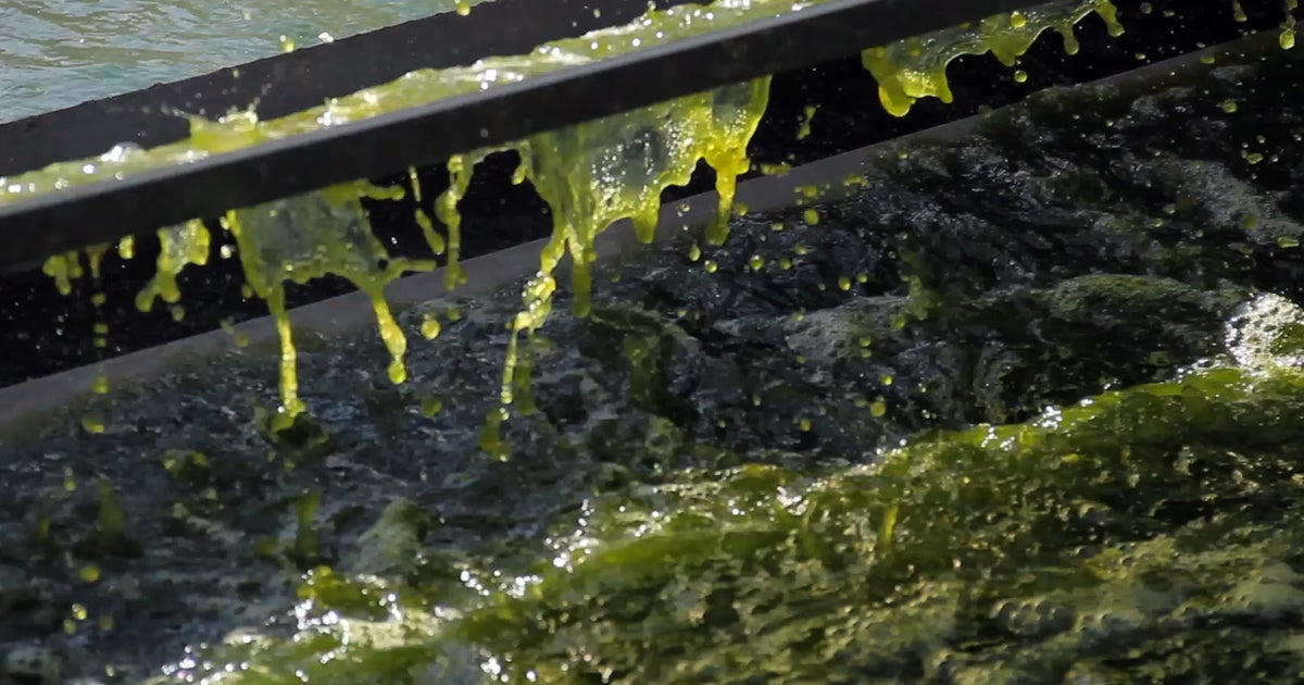 Algae oil races to be future of fuel CBS News