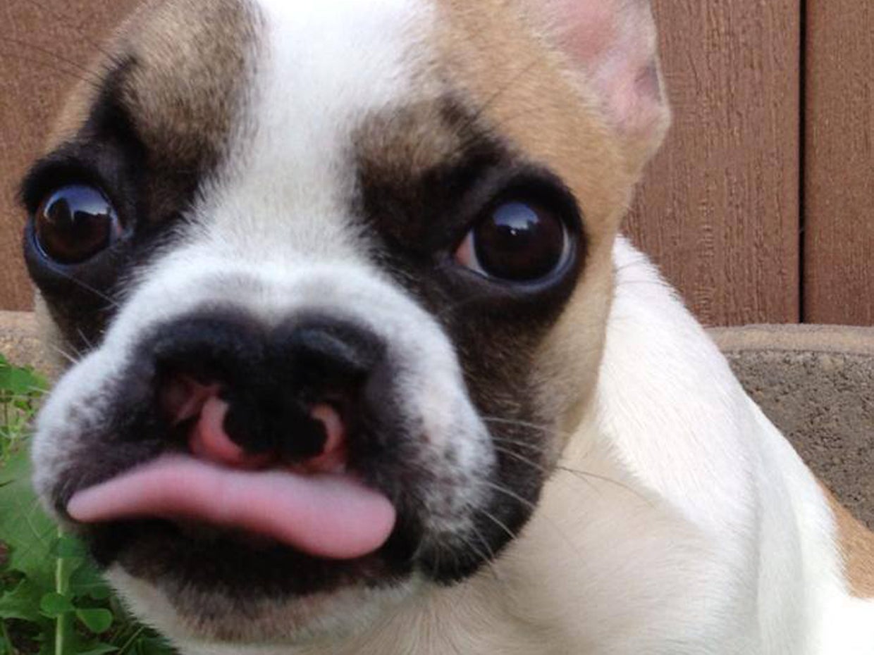 French bulldog with cleft lip helps kids be okay with facial defects
