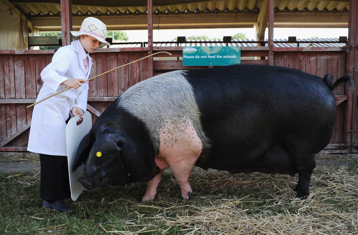 spotted-sheep-fancy-pigs-at-uk-s-biggest-agriculture-show-cbs-news