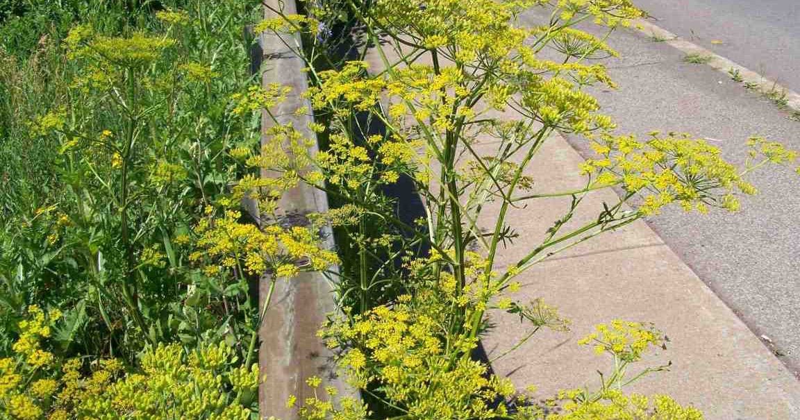 Woman suffers severe burns, blisters from wild parsnip plant CBS News