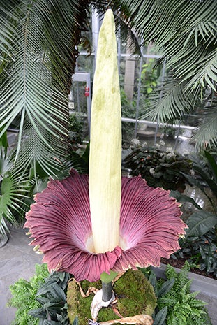 "Corpse flower" in bloom CBS News