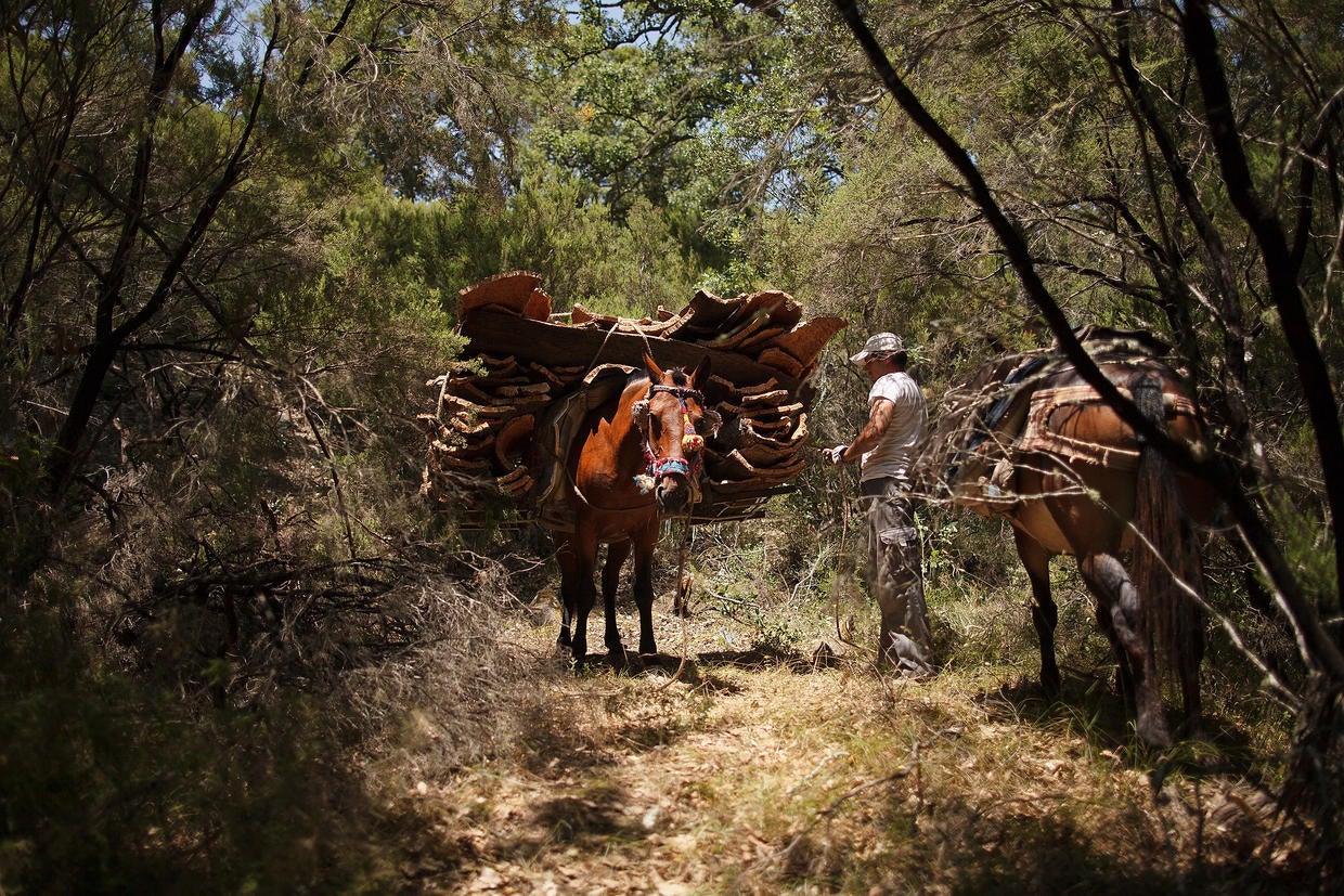 Cork harvest in Spain Photo 6 Pictures CBS News