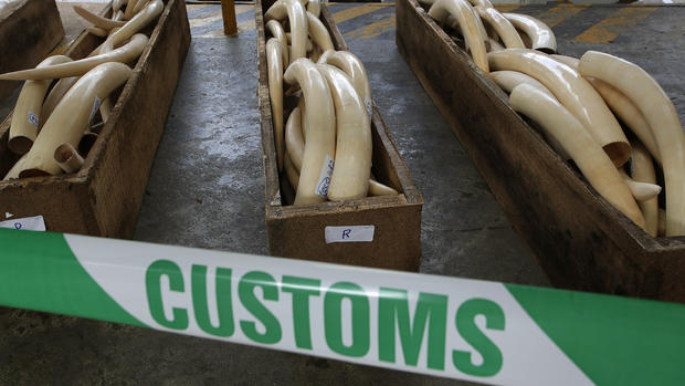 Illegal ivory, skins and horns seized in Hong Kong 