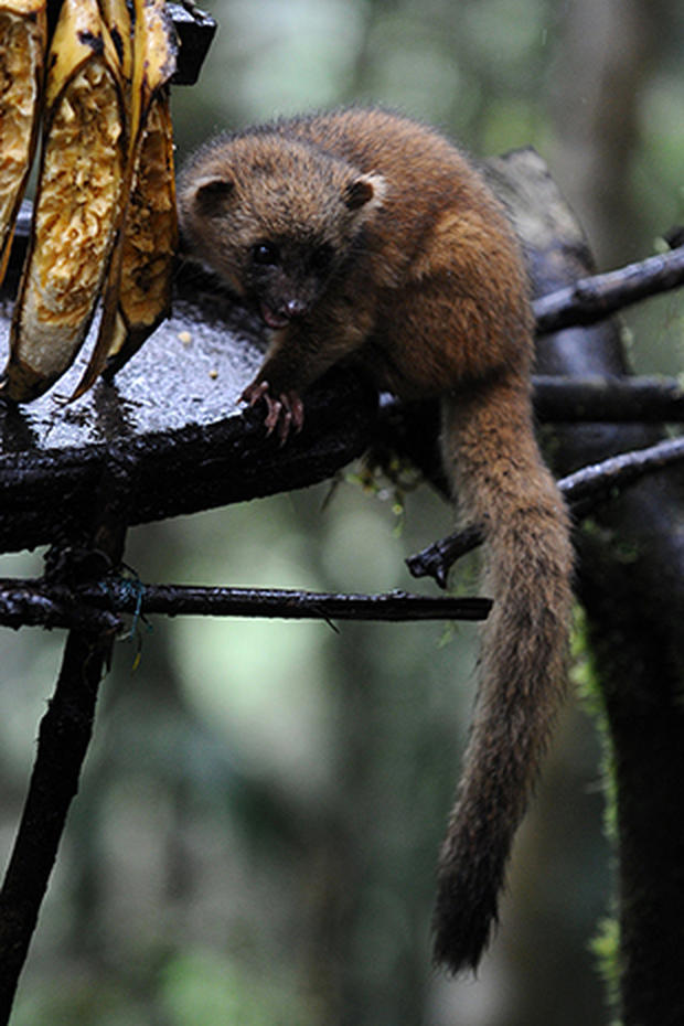 New mammal discovered - Photo 3 - Pictures - CBS News