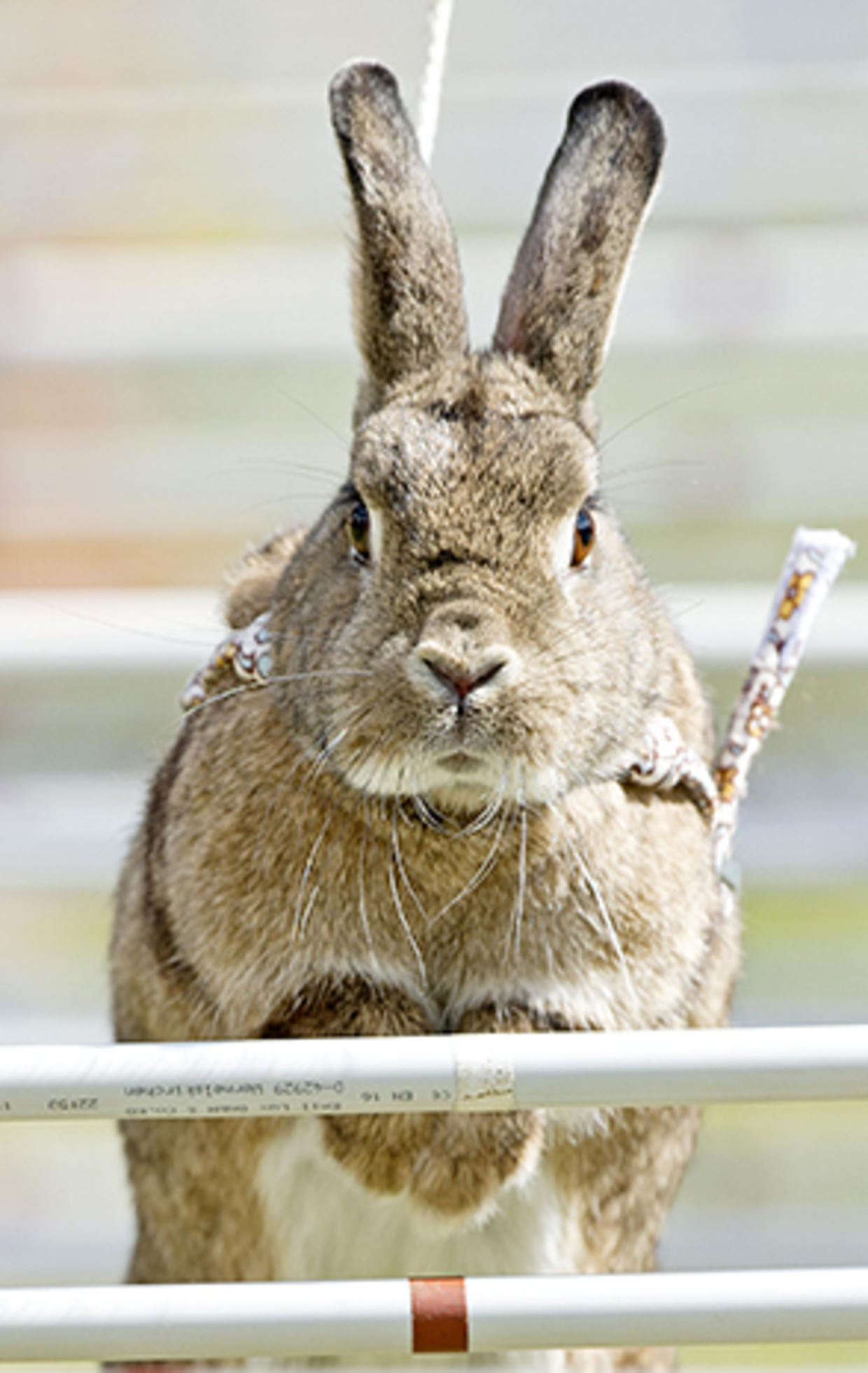 Bunny Hop Cbs News