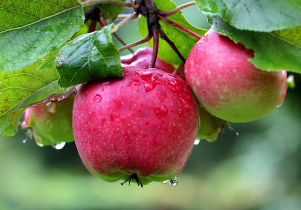 Apples covered in rain drops are picture 