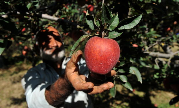 A Kashmiri Muslim labourer picks apples 
