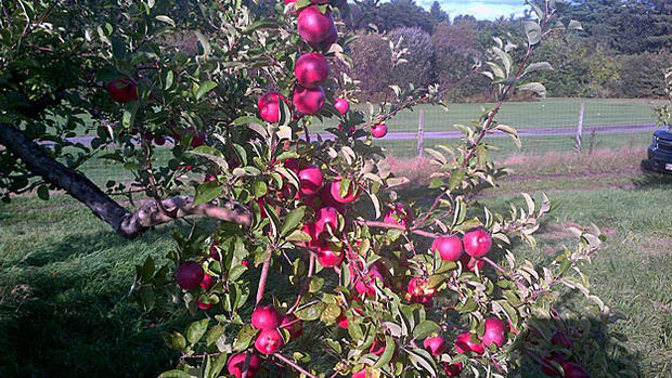 Dowse Orchards 