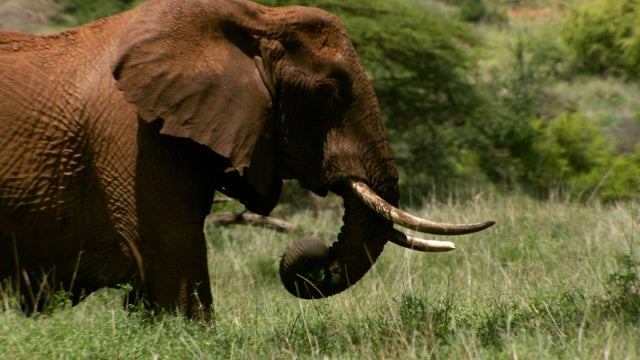 Web Extra: elephant poaching matter of national security 