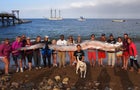 oarfish, california 