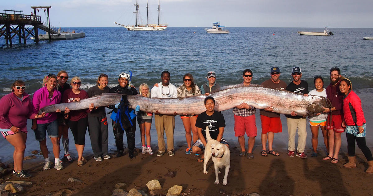 California's giant "sea serpent" oarfish had parasites