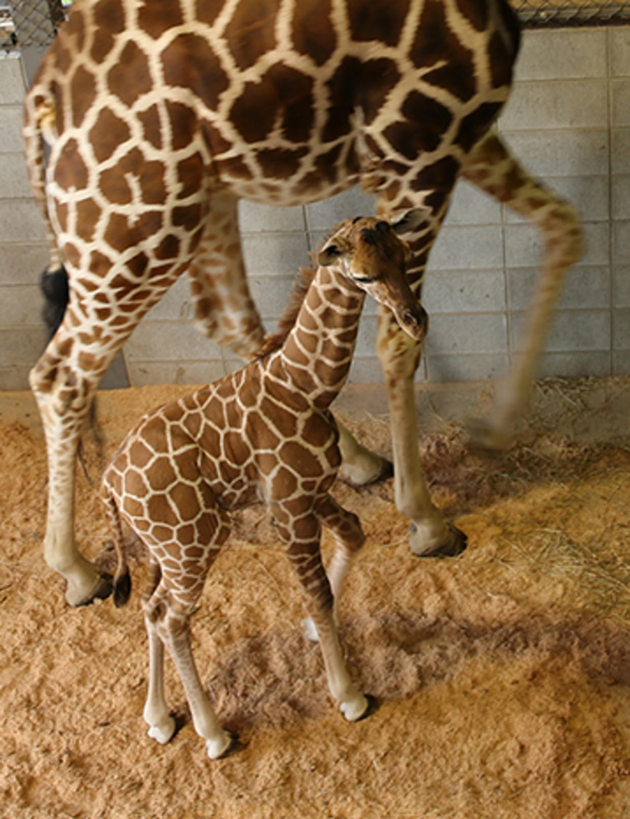 Сколько детенышей жирафа родилось за 2 года. Детеныш жирафа. Новорожденный Жираф. Рост новорожденного жирафа. Новорожденные Жирафы.