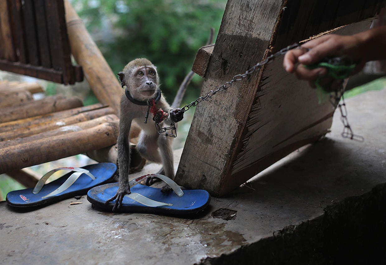 Street monkeys in Indonesia Cracking down on monkey business Pictures CBS News