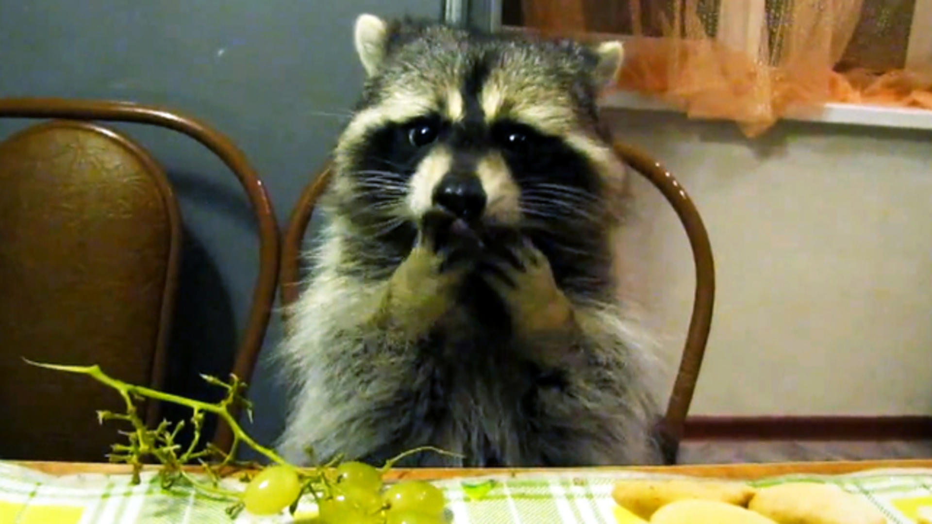Raccoon sits up at dinner table, eats grapes - CBS News