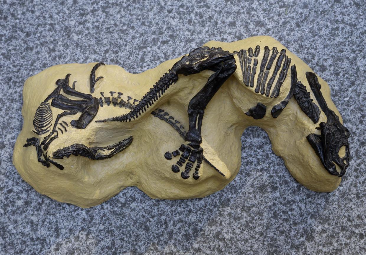 Fossils for sale "Dueling Dinosaurs" head to auction Pictures CBS