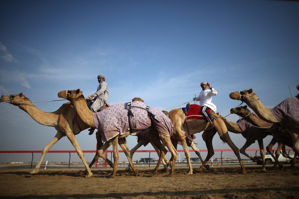 Camel racing in Dubai CBS News