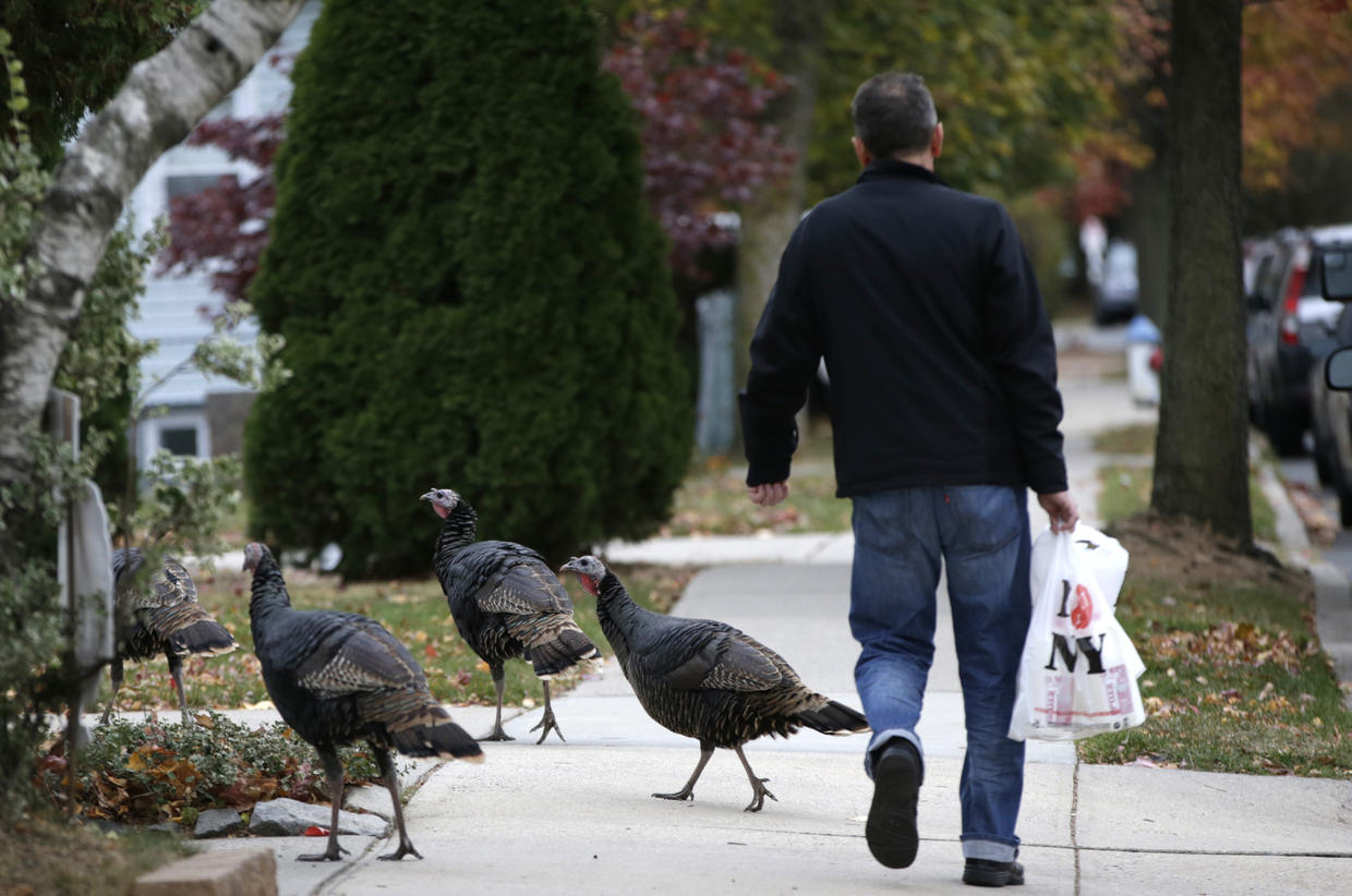 Staten Island Turkeys hit the city CBS News