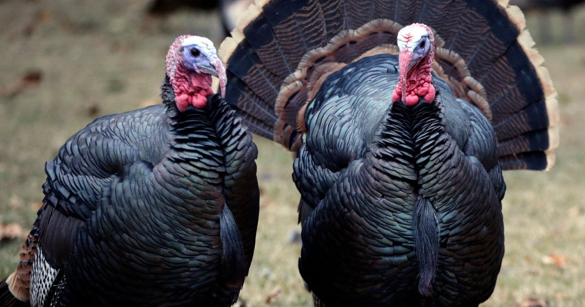 Bizarre Scene Caught On Video Wild Turkeys Circle Dead Cat CBS News