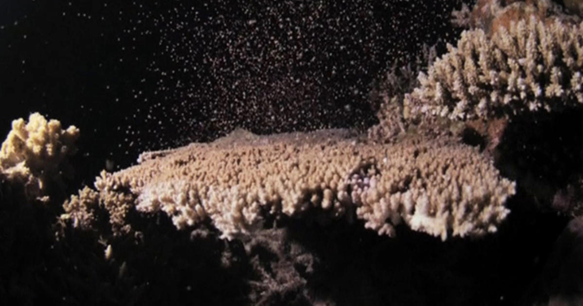 Great Barrier Reef Coral In Underwater Sex Show Cbs News