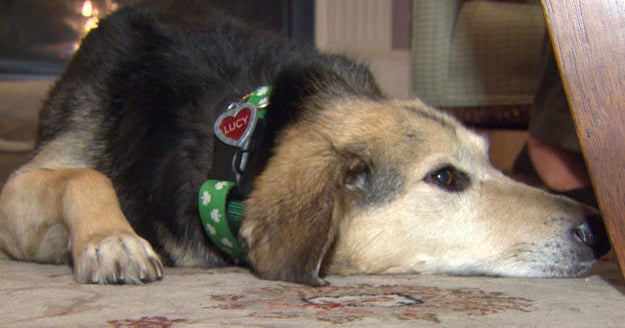 собака ест лапу