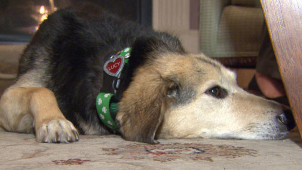 Dog with broken leg helps save owner who was hit by car - CBS News