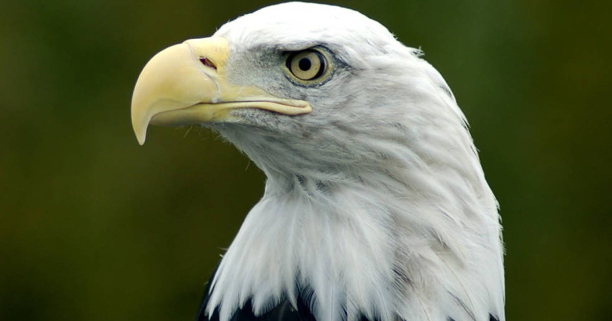 Bald eagle population growth stunted by lead poisoning, study finds