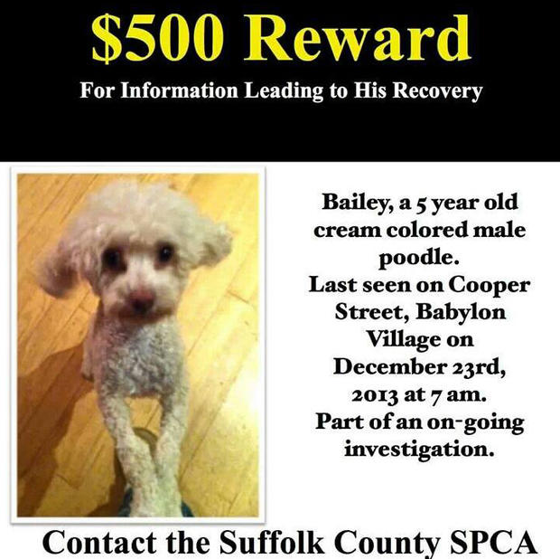 Suffolk County SPCA continues search for dog that was dumped last week 