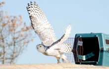 Saving the snowy owl 