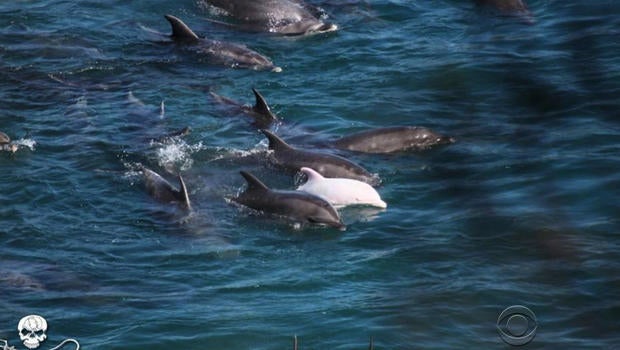dolphins.BrownGrab1.jpg