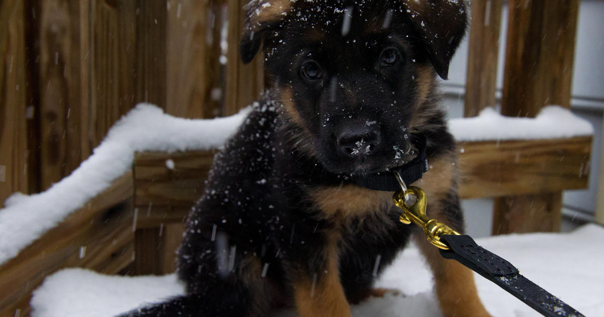 How To Keep Your Dog Safe In Snowy Weather And What To Do If They Won T Go Out In The Cold Cbs News