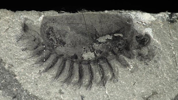 most well preserved fossils
