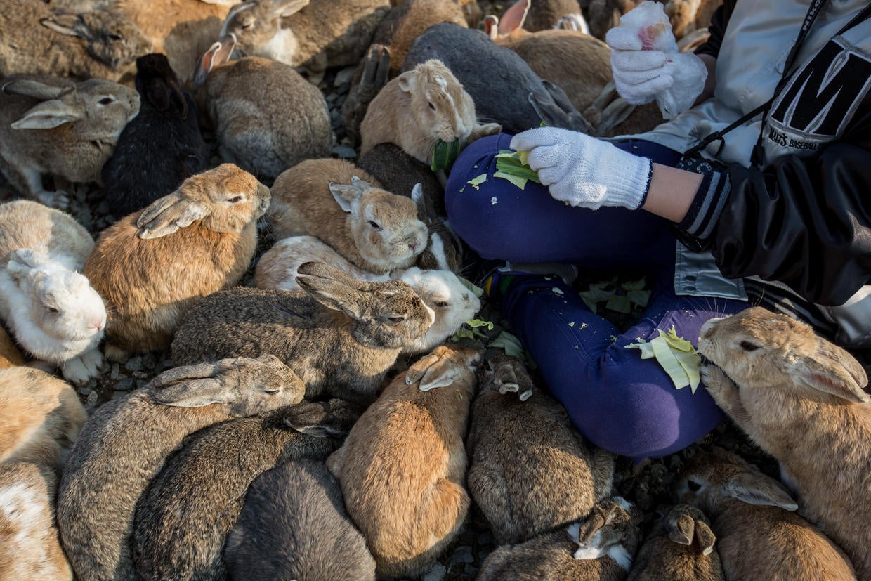 Okunoshima Island Japan's island of bunnies Pictures CBS News