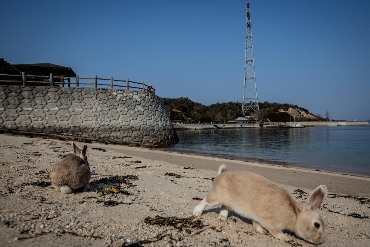 Okunoshima Island Japan's island of bunnies Pictures CBS News