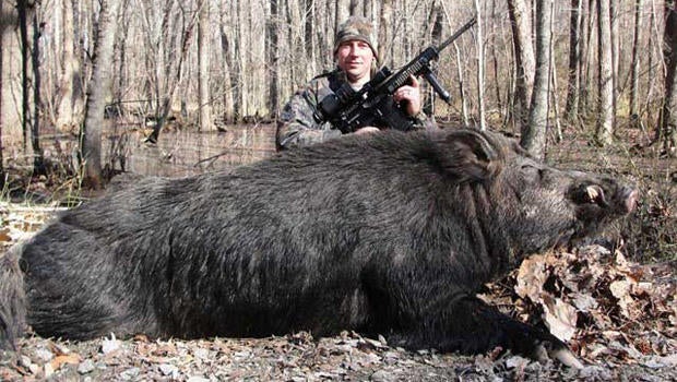 hunter-hog.jpg