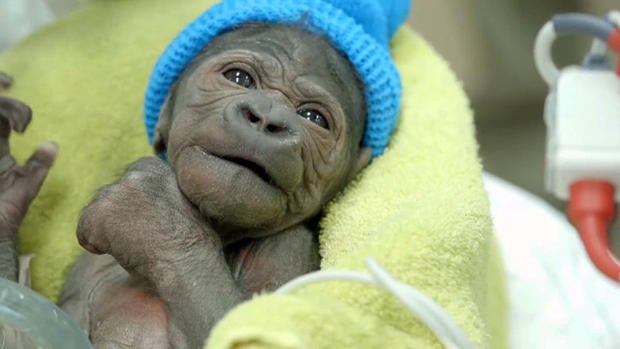 np-031914-gorilla-640x360.jpg