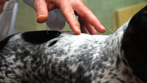 Pets find pain relief using ancient method of acupuncture - CBS News