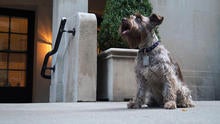 schnauser-neuticals-dog.jpg