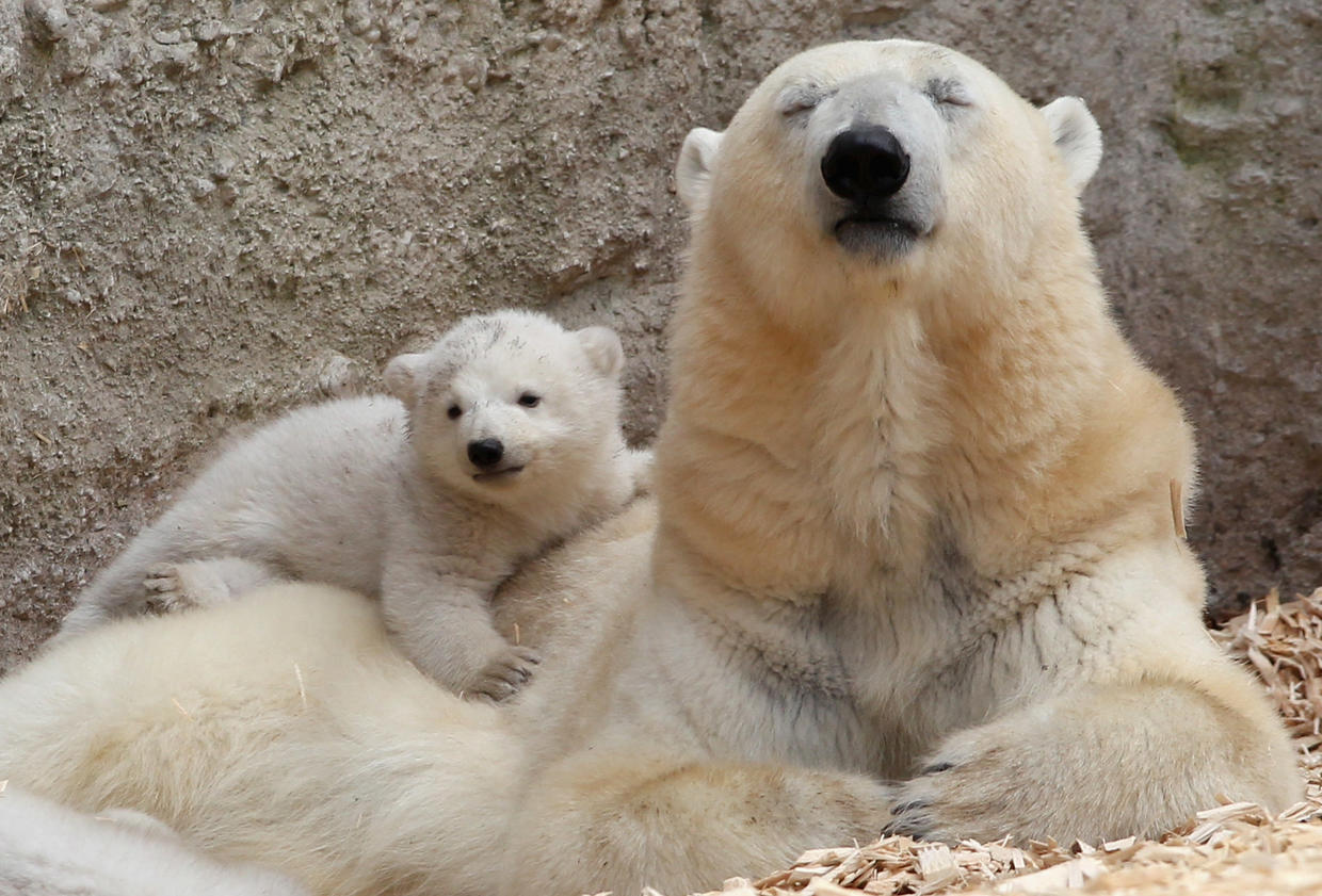 Munich, Germany - Twin polar bear cubs make debut - Pictures - CBS News
